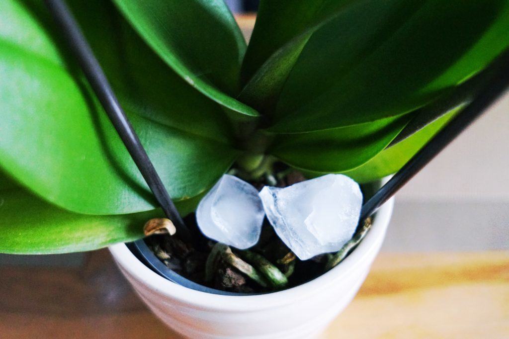 How To: Water Orchids with Ice!