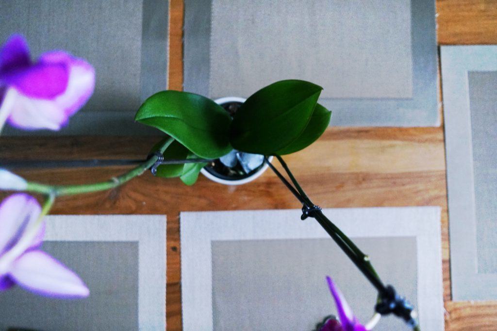 How To: Water Orchids with Ice!